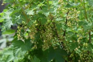 Unripe red currant berries photo