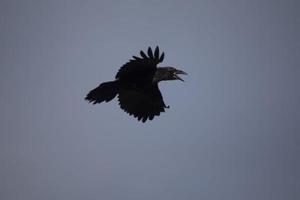 Crows in sky. Black raven flies through air. Wild bird. Flight details. photo