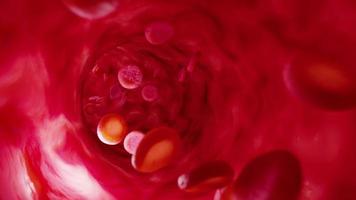rood bloed cellen in slagader video