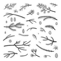 Set of hand drawn coniferous branches. vector