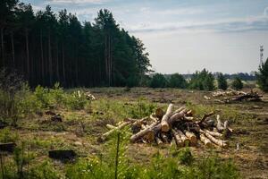 Felled pine trees in forest photo