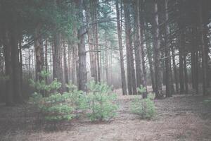 Spring Pine Forest Morning Retro photo