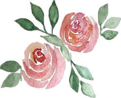 Hand drawn watercolor rose flower. Isolated on white vector illustration.