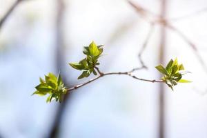 primer plano de hojas jóvenes en la rama de un árbol en la naturaleza en primavera. árbol frutal en flor de primavera en la parcela del jardín. brotes hinchados en el árbol frutal en flor foto