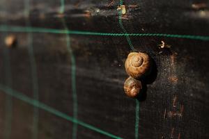 Snail farm. Industrial cultivation of edible mollusks of the species Helix aspersa muller or Cornu aspersum. photo