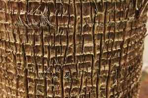 Palm bark. Exotic background with place for text photo