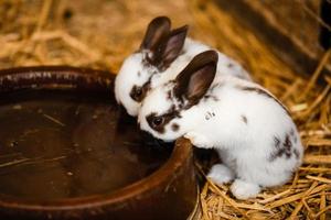 Two White Rabbits Drinking Water From Baked Clay Disc. selective focus on the rabbit photo