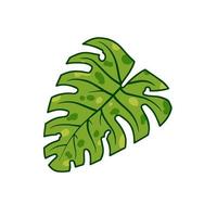 Monstera leaf. Geen houseplan, tropical plant for green print. Flat cartoon illustration isolated on white vector