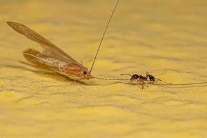 Adult Female Big-headed Ant preying on an Adult Caddisfly Insect photo