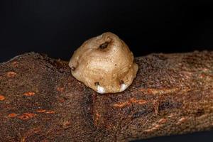 White Tortoise Scales photo