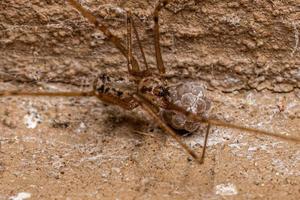 araña de bodega de cuerpo corto hembra adulta con huevos foto