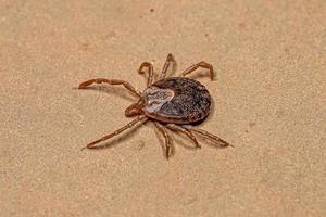 Female Adult Cayenne Tick photo