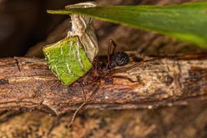 Adult Acromyrmex Leaf-cutter Ant photo