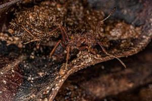 hormiga cortadora de hojas acromyrmex adulta foto