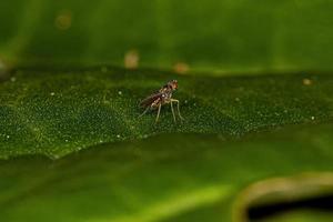 mosca de patas largas adulta foto