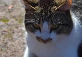 una mirada de cerca a la cara de un gato blanco con marcas de tigre foto