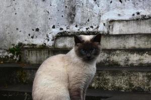impresionantes ojos azules en un hermoso gato crema y gris foto