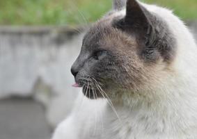 Kitty Cat Sticking Out his Little Pink Tongue photo