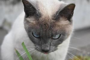 Sweet Faced Siamese Cat on a Summer Day photo