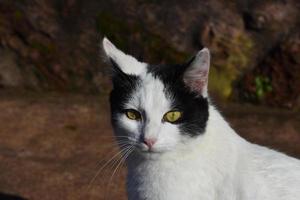 Beautiful White and Black Domesticated Cat with Yellow Eyes photo