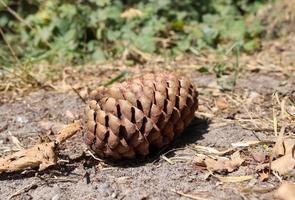 One long pine cone laying on the ground with brown needles in a forest photo