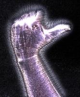 3D-Illustration of a glowing human female hand with a kirlian aura showing different symbols photo