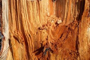 Fresh sawed wood in a close up view. Detailed texture of annual rings in a wooden surface. photo