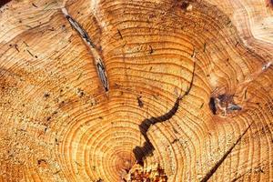 Fresh sawed wood in a close up view. Detailed texture of annual rings in a wooden surface. photo