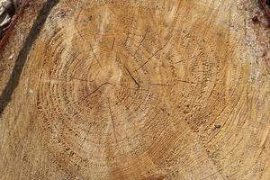 Close up view on different wood surfaces of planks logs and wooden walls in high resolution photo