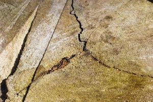 Fresh sawed wood in a close up view. Detailed texture of annual rings in a wooden surface. photo