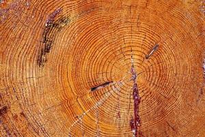 Fresh sawed wood in a close up view. Detailed texture of annual rings in a wooden surface. photo