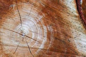 Fresh sawed wood in a close up view. Detailed texture of annual rings in a wooden surface. photo