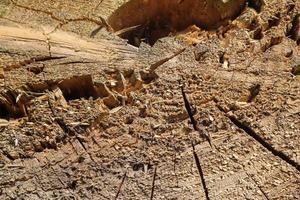 madera aserrada fresca en una vista de primer plano. textura detallada de anillos anuales en una superficie de madera. foto