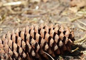 un cono de pino largo tirado en el suelo con agujas marrones en un bosque foto