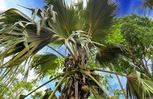 Beautiful palm trees at the white sand beach on the paradise islands Seychelles photo