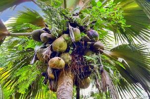 Beautiful palm trees at the white sand beach on the paradise islands Seychelles photo