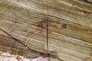 Fresh sawed wood in a close up view. Detailed texture of annual rings in a wooden surface. photo