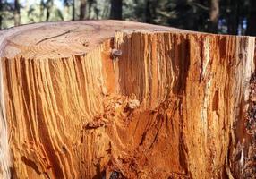 Fresh sawed wood in a close up view. Detailed texture of annual rings in a wooden surface. photo