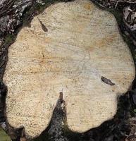 vista de cerca en diferentes superficies de madera de troncos de tablones y paredes de madera en alta resolución foto