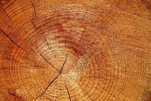 Fresh sawed wood in a close up view. Detailed texture of annual rings in a wooden surface. photo