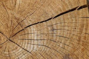 Fresh sawed wood in a close up view. Detailed texture of annual rings in a wooden surface. photo