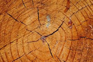 Fresh sawed wood in a close up view. Detailed texture of annual rings in a wooden surface. photo