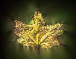 Kirlian glowing photography of beautiful autumn leaves showing a high amout of energy photo