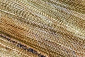 Fresh sawed wood in a close up view. Detailed texture of annual rings in a wooden surface. photo