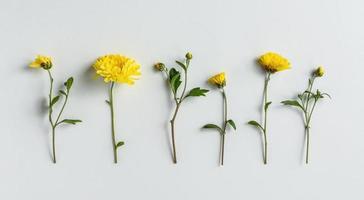 Yellow chrysanthemum flowers in a row on white background, floral flat lay for greeting poster designs photo