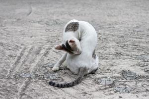 el gato blanco y negro se lame el pelo para limpiarlo en el viejo suelo de cemento. foto
