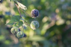 Indian Mallow, Chinese bell flower, Country mallow or Abutilon indicum on tree with sunlight in the garden is a Thai herb. photo