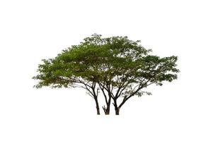 Trees that are isolated on a white background are suitable for both printing and web pages photo