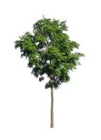 Tree that are isolated on a white background are suitable for both printing and web pages photo