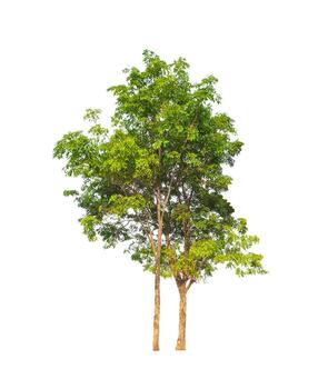 Trees that are isolated on a white background are suitable for both printing and web pages photo